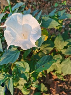 白色曼陀罗花