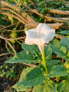 野外白色曼陀罗花