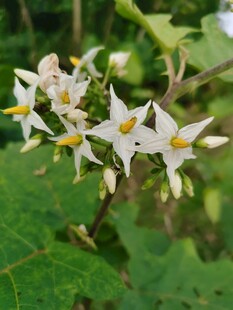 野生白色星形小花