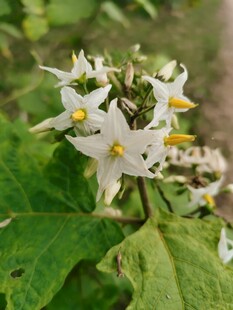 白色星形野花