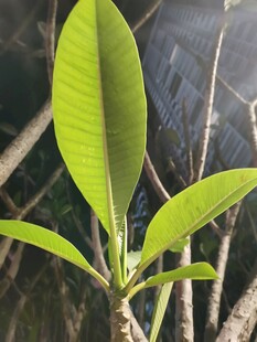 鲜绿鸡蛋花叶片