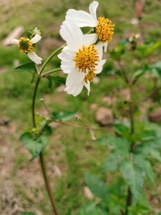 白色野花