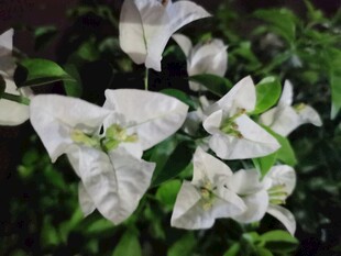 白色三角梅花卉