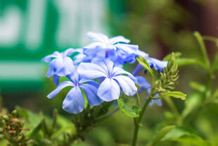 蓝雪花