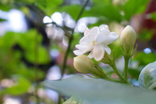 朦胧白花