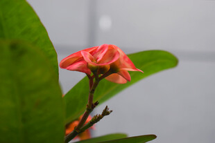 虎刺梅花卉