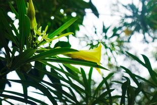 仰拍黄花夹竹桃