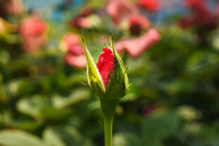 红色玫瑰花苞