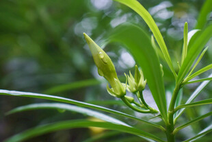 春日绿植新芽