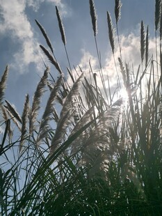 晴空下的野草