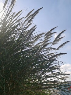 风中芦苇映蓝天