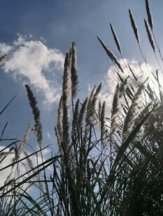 晴空下的野草穗