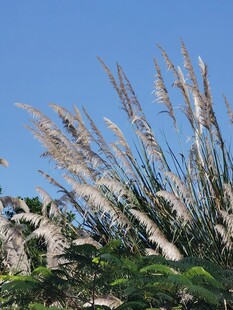 蓝天映衬下的芦苇