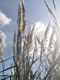 蓝天下的芦苇穗