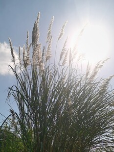 阳光下的蒲苇