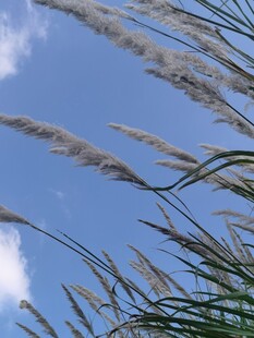 蓝天下的芦苇草穗