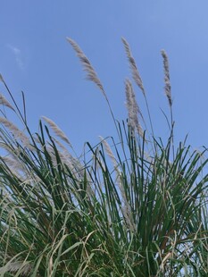 蓝天背景下的野草