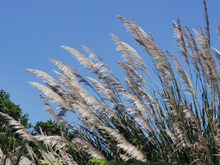 蓝天背景下的芦苇