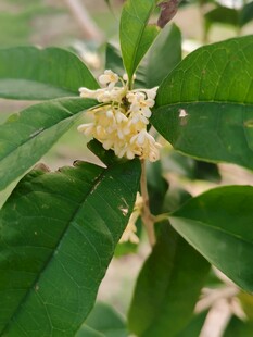 桂花枝叶特写