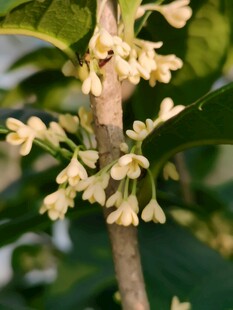 秋日桂花枝头特写
