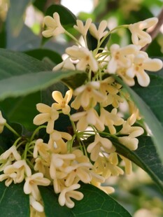 盛开的桂花