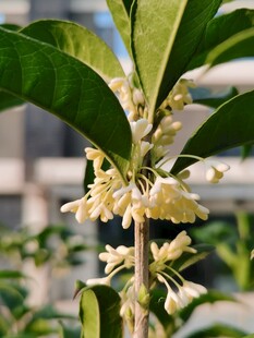桂花花枝特写