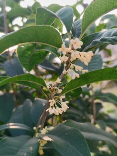 桂花枝上的小花