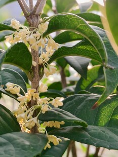 桂花盛开花枝特写