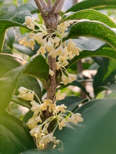 桂花枝头小花特写