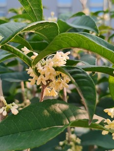 桂花盛开枝叶特写