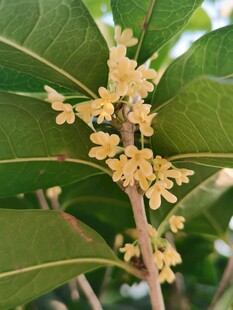 秋日桂花枝头绽放