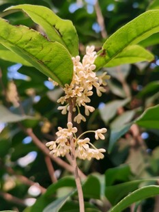 秋日桂花枝头特写