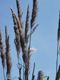 蓝天背景下的芦苇穗