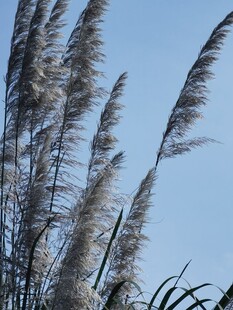 晴空下的芦苇穗