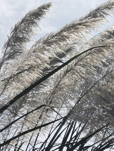蓬松芦苇穗特写