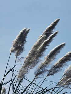 蓝天下的飘逸草穗