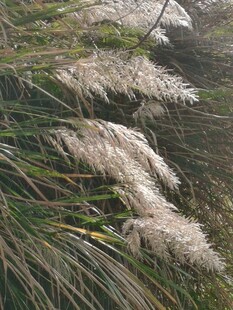 郊野白色芦苇花