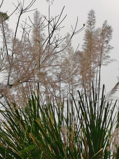 雾中芦苇自然风景