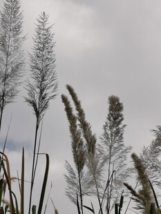 阴天野外芦草剪影