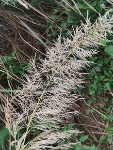 野外白茅草穗特写