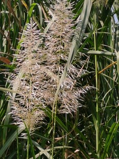 野生狼尾草花穗