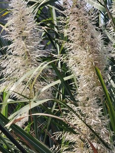 芦苇草穗自然特写