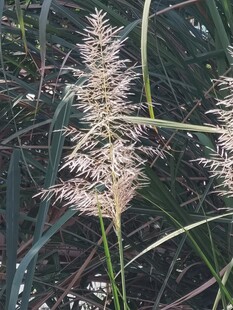 狼尾草花穗特写