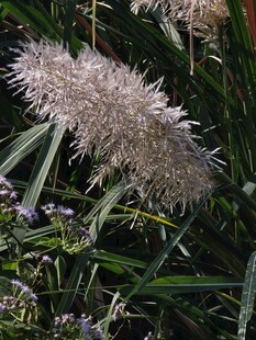 野生蒲苇花穗