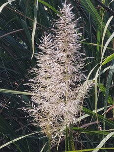 蓬松狼尾草花穗