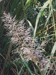 芦苇花穗自然特写