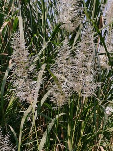 野生芦苇草穗特写