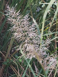 野生草本花穗特写