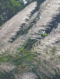 芦苇