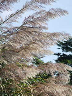 郊野秋日芦苇风光